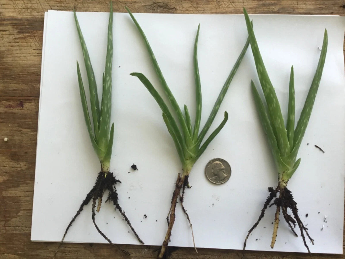 Organic Aloe Vera Plant – 1 Healthy Bare Root Live Plant – Medicinal Succulent Ready to Grow Indoors or Outdoors