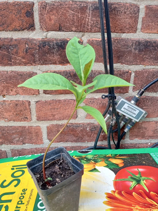 Eureka Persimmon Tree – 1 Live Plant up to 2ft Tall – Diospyros kaki Fruit Tree, Sweet Edible Asian Persimmon, Cold Hardy Starter