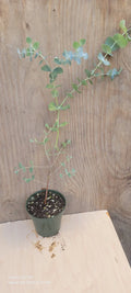 Silver Dollar Eucalyptus Live Plant in 4" Pot, Rooted Eucalyptus cinerea, Aromatic Houseplant, Indoor Garden Decor