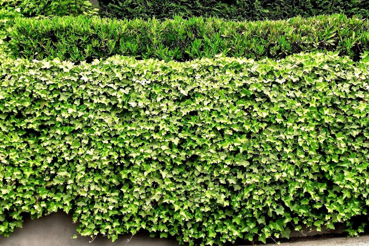 English Ivy Roots - 5 Live Plants - Green Ground Cover - Hedera helix - Ideal for Pots & Patios