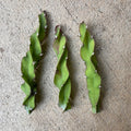 Hurrican Cactus Cuttings - 6 Inch Lepismium cruciforme f. spiralis - Unique Succulent Plant for Indoor Gardens