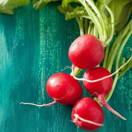 Champion Radish Seeds - 600 Non-GMO Heirloom Seeds - USA Seller - Ideal for Home Garden (Raphanus sativus)