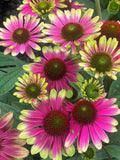 Sweet Sandia Coneflower Daisy Seeds - 200+ Pack - Echinacea purpurea - Garden Seeds - USA Grown - Free Shipping