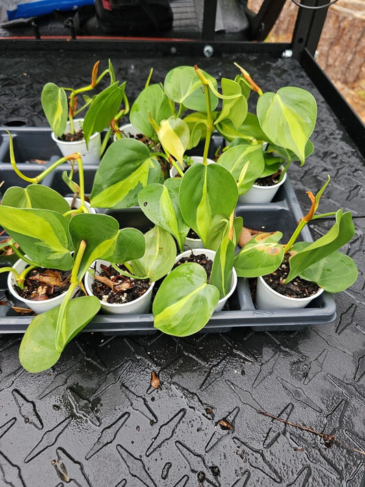 Brazilian Pothos Plant - Variegated Cordatum - Hederaceum Brasil - Live Rooted Indoor Plant