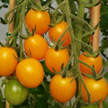 Gold Nugget Cherry Tomato Seeds - Organic Heirloom, Non-GMO, Supersweet - 10+ Seeds - Solanum lycopersicum