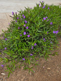 Mexican Petunia Plants - 10 Rooted Plants, Attracts Butterflies & Hummingbirds, Ruellia simplex