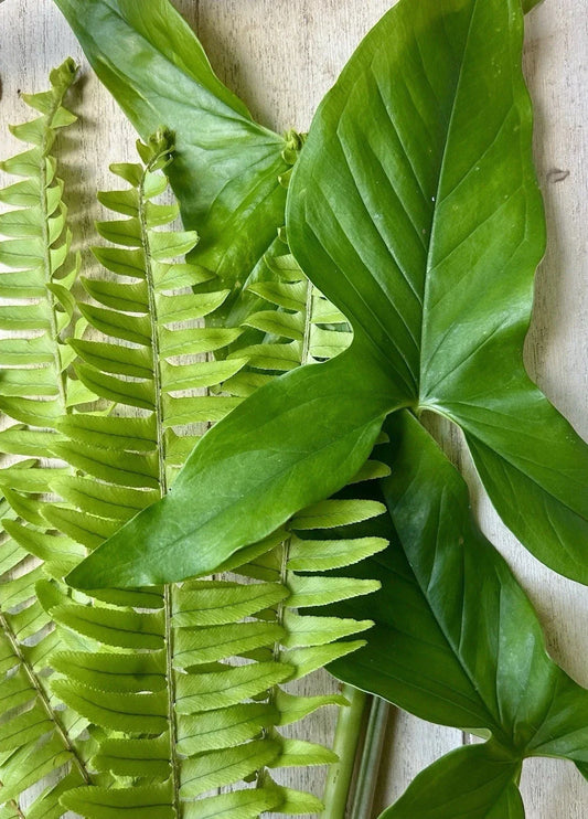 Rooted Plant Cuttings - 20 Pack - Arrowhead Vine & Ferns - Syngonium Podophyllum & Nephrolepis exaltata