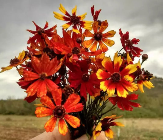 Coreopsis Seeds - 200 Organic Tiger Mix Tall Mixed Colors - Coreopsis spp.