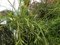 Rhipsalis Cuttings 4 Inches - Yellow/White Flowers - Branching Rhipsalis sulcata