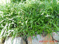 Monkey Grass Plants - 25 Pcs Bare Roots - Liriope Muscari - Ground Cover, Shade Tolerant, Low Maintenance