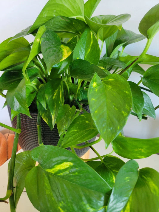 Pothos Cuttings - 3 Fresh Unrooted Cuttings - Hawaiian Variety - Epipremnum aureum