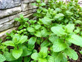 Mint Seeds - 500 Count - Fresh Culinary Herb - Mentha spp. - 2024 Harvest - USA Grown