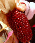 500+ Organic Heirloom Strawberry Ruby Corn Seeds - Sweet Popcorn - Rare Variety - Non-GMO