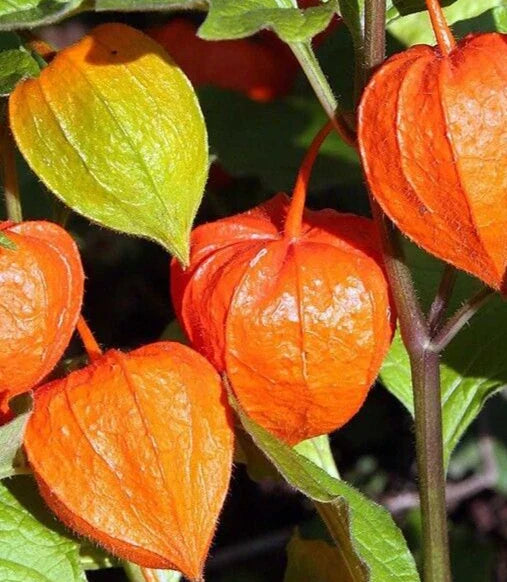 Chinese Lantern Seeds 100+ "Franchetti" Ornamental Perennial Flower - Physalis alkekengi Garden Seeds