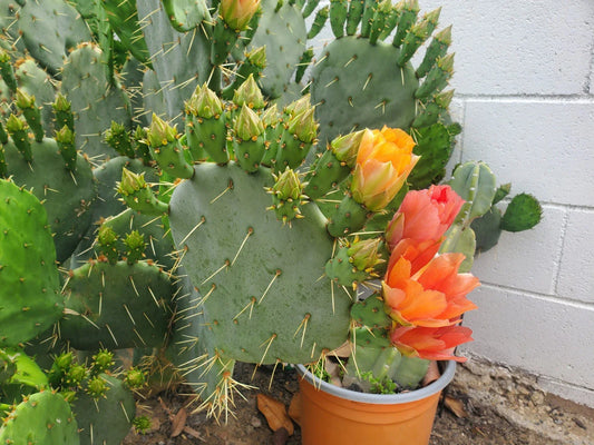 Cactus Cuttings | Succulent Variety | Assorted Colors | Opuntia, Echinopsis, and More