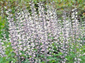 50+ White Wild False Indigo Seeds - Native Wildflower Perennial, Nitrogen-Fixing (Baptisia alba)