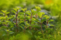 Sweet Marjoram Seeds - 100 Count - Perennial Herb - Origanum majorana for Planting