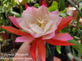 Epiphyllum Camila Obayashi Orchid Cactus 4 Inch Pot - Well Rooted, Unique Flowering Plant, Indoor Houseplant