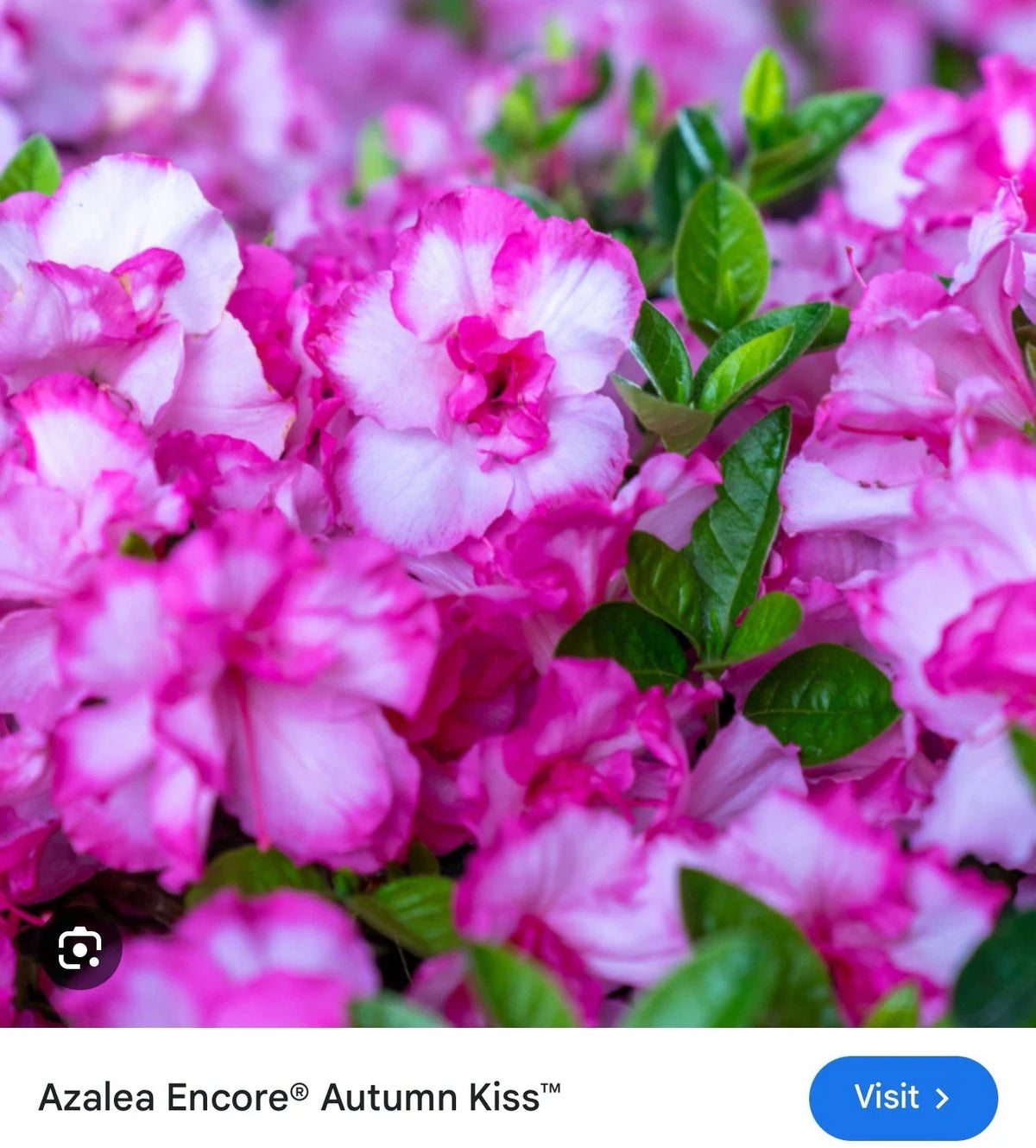 Encore Autumn Kiss Azalea Starter Plant - Deciduous, Well-Rooted, Vibrant Pink Blooms - Rhododendron 'Autumn Kiss'