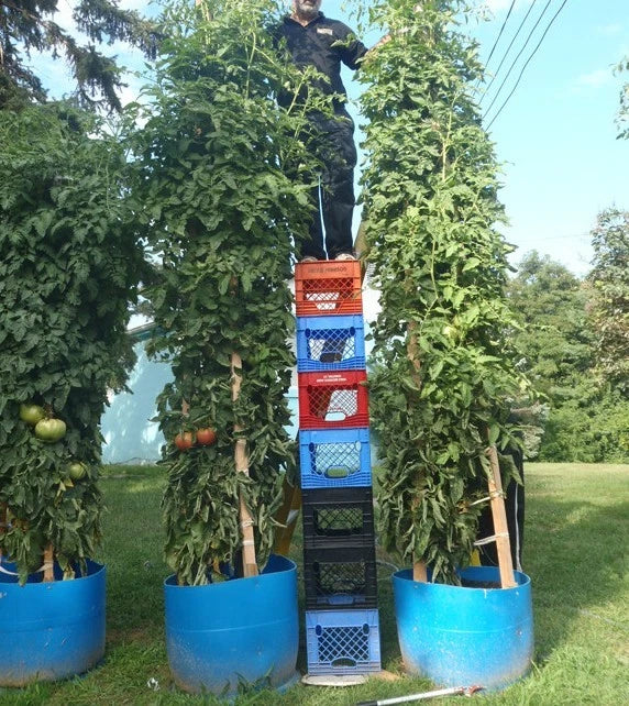 Bulk Tomato Tree Seeds - Tallest Variety, Large Heavy Yield - Easy Picking (Lycopersicon esculentum)
