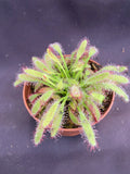Drosera capensis 'Mini Red' Carnivorous Plant in 2.5" Pot - Rooted Sundew Variety for Indoor Gardening