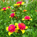 Hot Pink and Yellow Purslane Cuttings - Easy to Grow Succulent - Portulaca grandiflora - 6 Cuttings - US Seller
