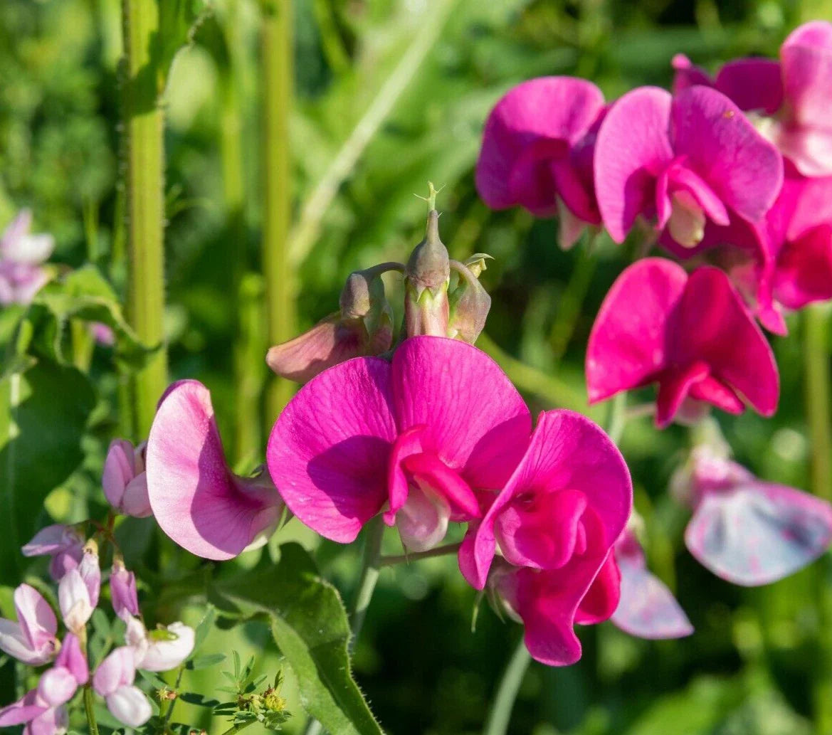 Polygala Myrtifolia Sweet Pea Bush 6" Live Flower Plant Cuttings - Vibrant Milkwort for Gardens and Indoor Decor