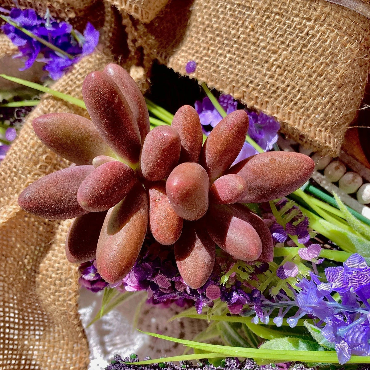 Rare Live Pachyphytum Captain Jessop Succulent - Bare Root Plant, Unique Wedding Favors, Succulent Decor, Easy Care