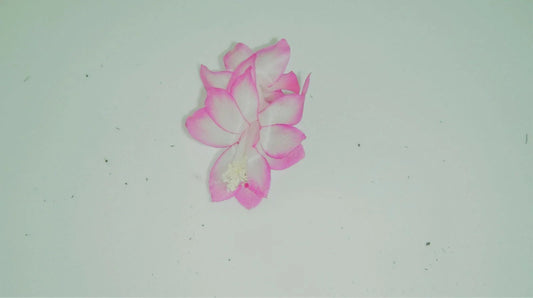 Christmas Cactus Starter Plant - Pink Pearl - Schlumbergera Truncata - Healthy Well-Rooted Houseplant