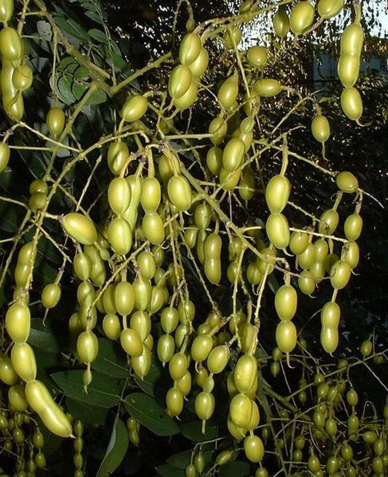 Japanese Pagoda Tree Seeds - 10 Count - Styphnolobium japonicum - Hardy, Ornamental Tree Seeds