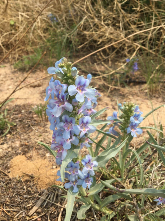 Penstemon angustifolius Seeds, Narrowleaf Beardtongue, Native Flowering Plant, Drought-Tolerant Perennial Seeds