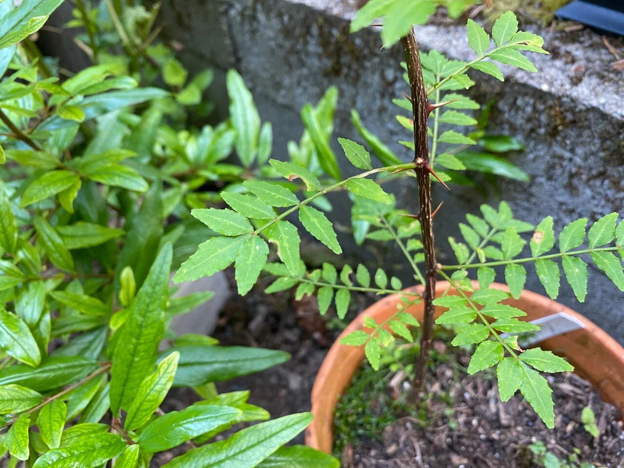 Sansho Japanese Pepper Tree Cuttings 4 Pack - Zanthoxylum piperitum Fresh Propagation USDA 6-9