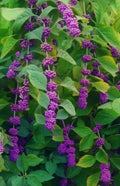 Unrooted Rose Cuttings - Auspeet Variety - 3 Fresh Cuttings - Ideal for Planting - Rosa spp.