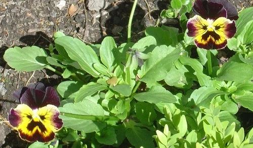 Pansy Seeds - 50 Joker Violet Gold Variety - Viola tricolor