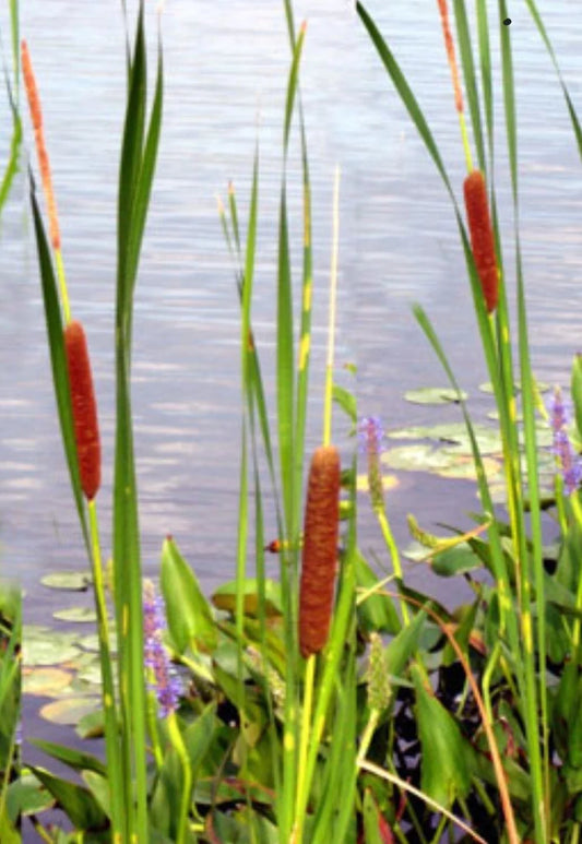 Cattail Seeds 200+ Count, Common Cat Tail, Fresh Seeds, Typha latifolia, USA, 07/2024