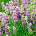 Lemon Mint Flower Seeds - 300+ Perennial Native Wildflower Herb - Monarda citriodora for Garden & Container