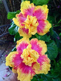 Double Pink Yellow Hibiscus Seeds - 20 Pack - Exotic Hardy Flower Garden Perennial - Hibiscus rosa-sinensis