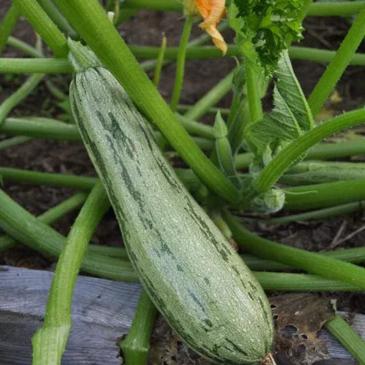 Caserta Summer Squash Seeds - Heirloom Variety - Non-GMO Vegetable Seeds - Cucurbita pepo - Choose Packet Size