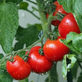 Ace 55 Tomato Seeds - 30+ Heirloom Non-GMO Fresh Seeds - Solanum lycopersicum