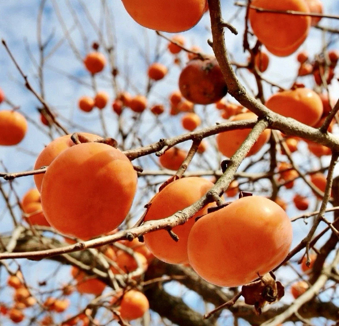 Persimmon Tree Cuttings for Rooting and Grafting - Diospyros kaki