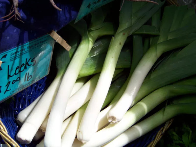 400 Seeds - Large American Flag Leeks - Allium ampeloprasum - GroCo USA - Buy 15, Ships Free