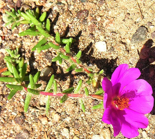 Portulaca Gilliesii 'Purple Rice' Succulent Live Plant 2 Inch | Colorful Garden Decor Plant