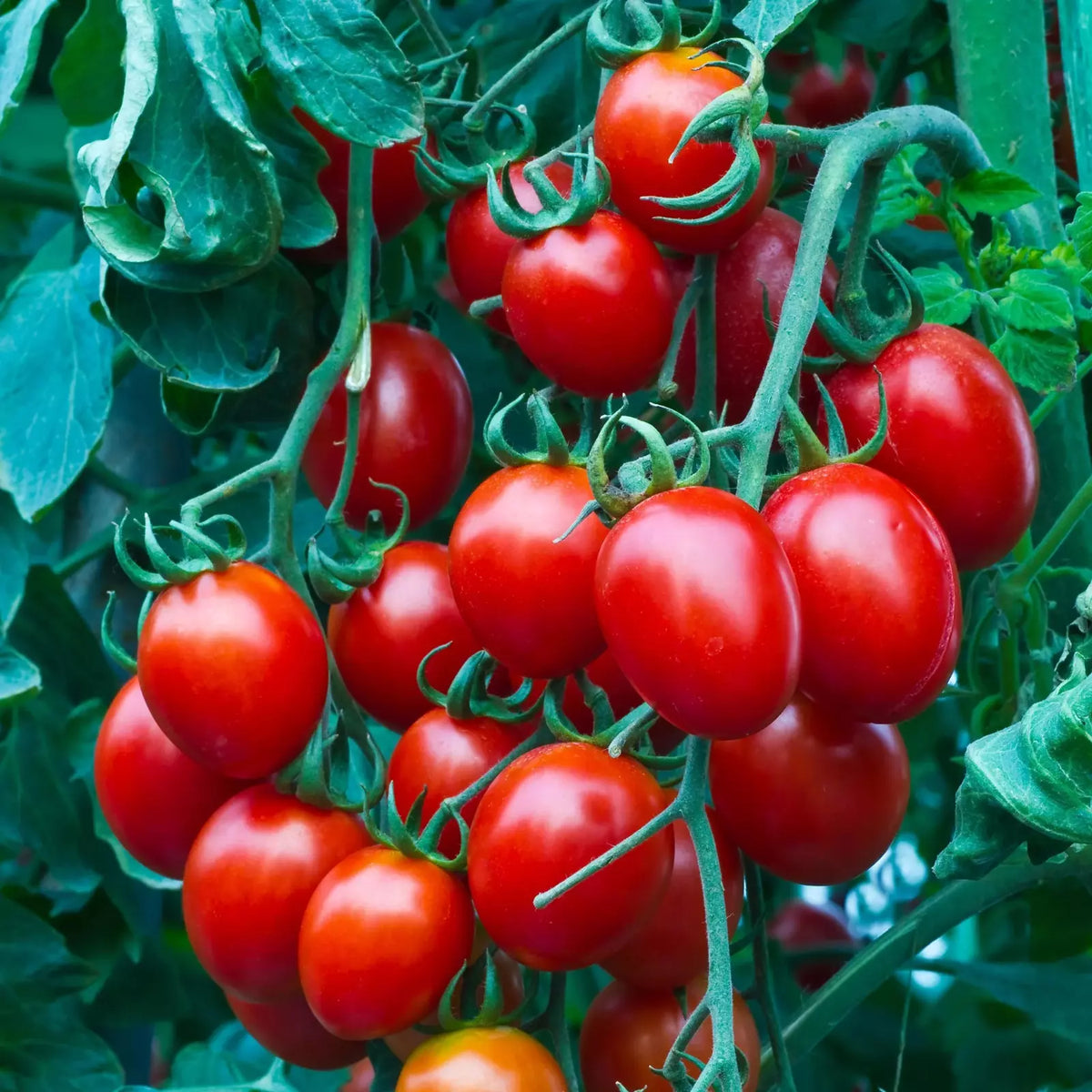 Heirloom Cherry Tomato Seeds - 100+ Non-GMO Organic Sweet Seeds - Perfect for Home Gardens - Solanum lycopersicum