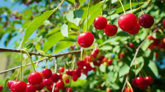 Early Richmond Cherry Seeds - 10+ Pack for Garden Planting - Prunus cerasus - USA Grown, Fast Shipping