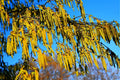 30 Hazel Alder Tree Seeds - Alnus incana Rugosa - Ideal for Planting, Fast-Growing, Native Trees
