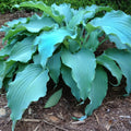 Hosta Plant Neptune Variety in 5.25" Pot - Award-Winning Perennial for Shade (2023 AHGA Hosta of the Year)
