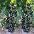 European Black Cherry Tomato Seeds - 100+ Heirloom Non-GMO Sweet Variety - Rare Culinary Garden Seeds