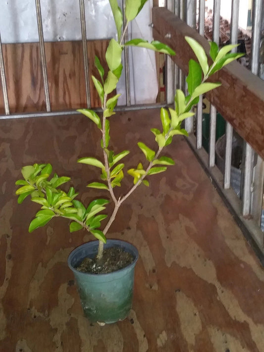 Barbados Cherry Tree Plant, 12" Live Pesticide-Free Acerola Cherry, Malpighia emarginata, Edible Fruit, Non-GMO