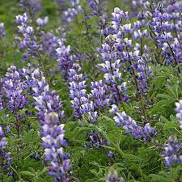 Arroyo Lupine Seeds - 500 Pack, Beautiful Purple Flowers, Lupinus succulentus