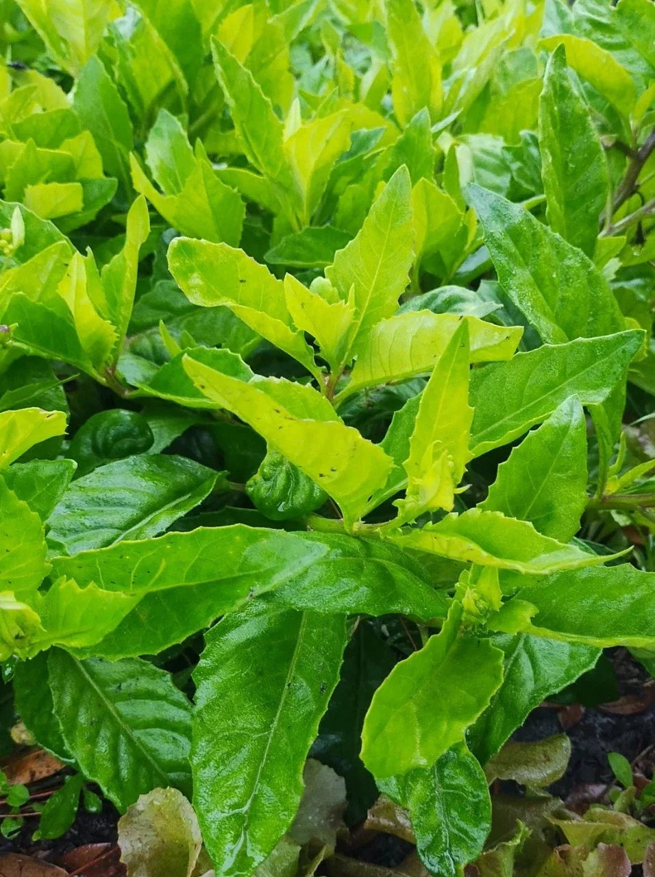 Longevity Spinach Plant Cuttings - 8 Cuttings of Gynura Procumbens - Edible Greens for Home Gardening